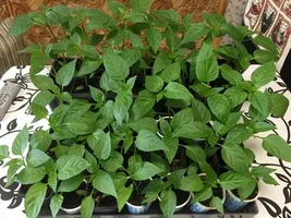 تصویر 3 از نشا فلفل دلمه‌ ای هیبرید با باردهی بالا